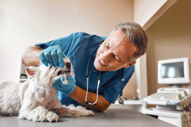 Best Emergency Gum Treatment in Whitehall, WI